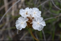 Ursinia alpina seed