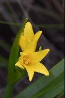 Cyrtanthus breviflora
