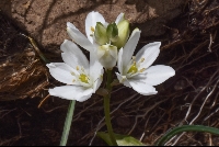 Ornitogalum juncifolium