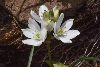 <em>Ornitogalum juncifolium</em>