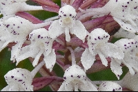 Disa cephalotes subsp. cephalotes