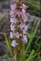 Satyrium neglectum