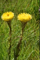 Helichrysum cf. aureum 'var.'