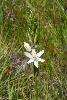<em>Ornithogalum graminifolium</em>