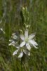 <em>Ornithogalum graminifolium</em>