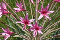 Brunsvigia grandiflora