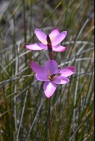 Hesperantha grandiflora