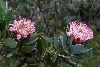 <em>Protea dracomontana</em>