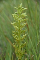 Habenaria lithophylla