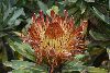 <em>Protea roupelliae</em>