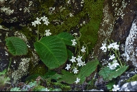 Streptocarpus pusillus