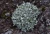 <em>Helichrysum cf. sutherlandii</em>