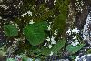 <em>Streptocarpus pusillus</em>