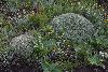 <em>Euphorbia clavarioides</em>
