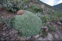 Euphorbia clavaroides