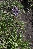 <em>Berkheya purpurea</em>