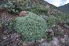 <em>Euphorbia clavaroides</em>