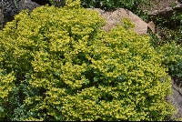 Euphorbia natalensis