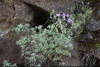 Geranium pulchrum