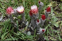 Helichrysum adenocarpum