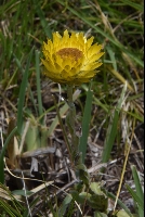 Helichrysum aureum cf 'var.'