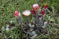 Helichrysum adenocarpum