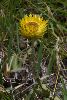 <em>Helichrysum aureum cf</em> 'var.'