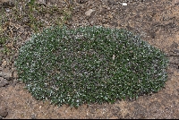 Helichrysum cf. sessilioides