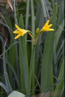 Cyrtanthus breviflora
