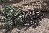 <em>Helichrysum cf. sessilioides</em>