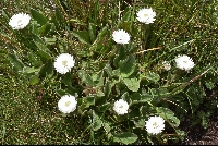 Helichrysum bellum