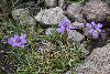 <em>Moraea alpina</em>