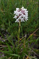 Disa cephalotes subsp. cephalotes