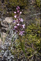 Disa oreophila subsp. oreophila