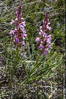 Disa oreophila subsp. oreophila