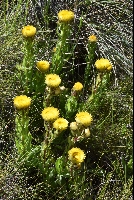 Helichrysum cf. aureum 'var.'