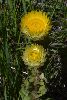 <em>Helichrysum aureum</em>