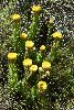 <em>Helichrysum cf. aureum</em> 'var.'