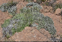 Helichrysum cf. sessilioides
