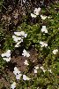 <em>Diclis rotundifolia</em>