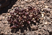 Crassula peploides