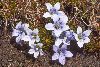 <em>Wahlenbergia polytrichifolia subsp. dracomontana</em>