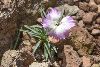 <em>Dianthus basuticus</em>