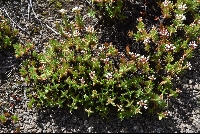 Crassula sarcocaulis subsp. rupicola
