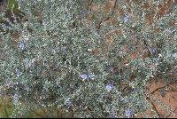 Lotononis sericophylla