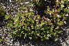 <em>Crassula sarcocaulis subsp. rupicola</em>