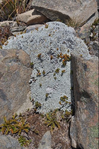 Raoulia bryoides