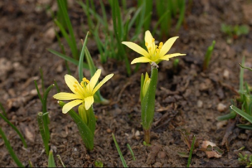 Gagea fistulosa