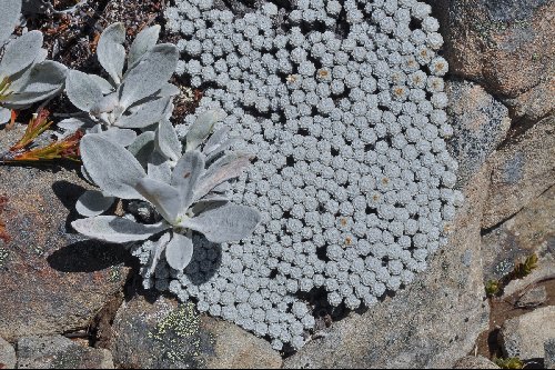 Raoulia bryoides