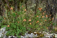 Loasa grandiflora